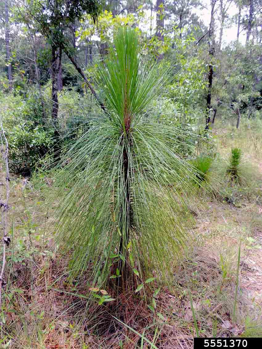 Longleaf pine sapling