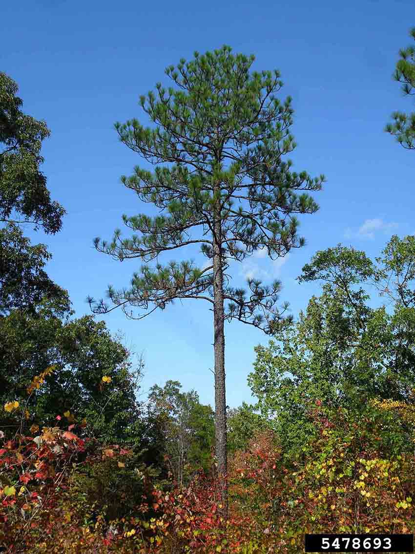 Longleaf pine tree