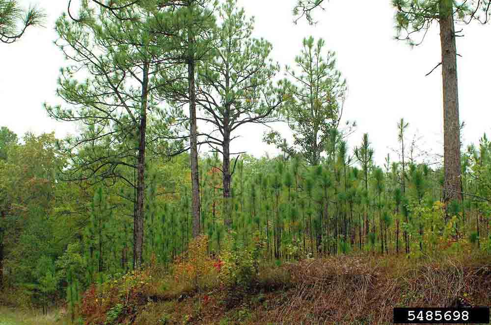Longleaf pine trees