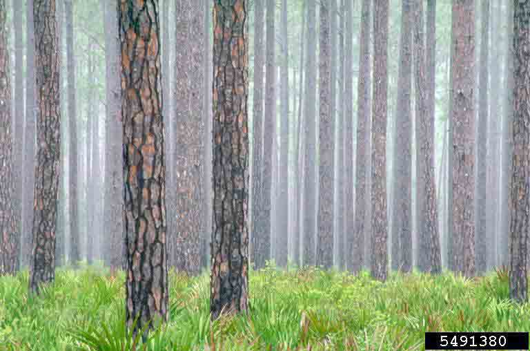 Longleaf pine trees