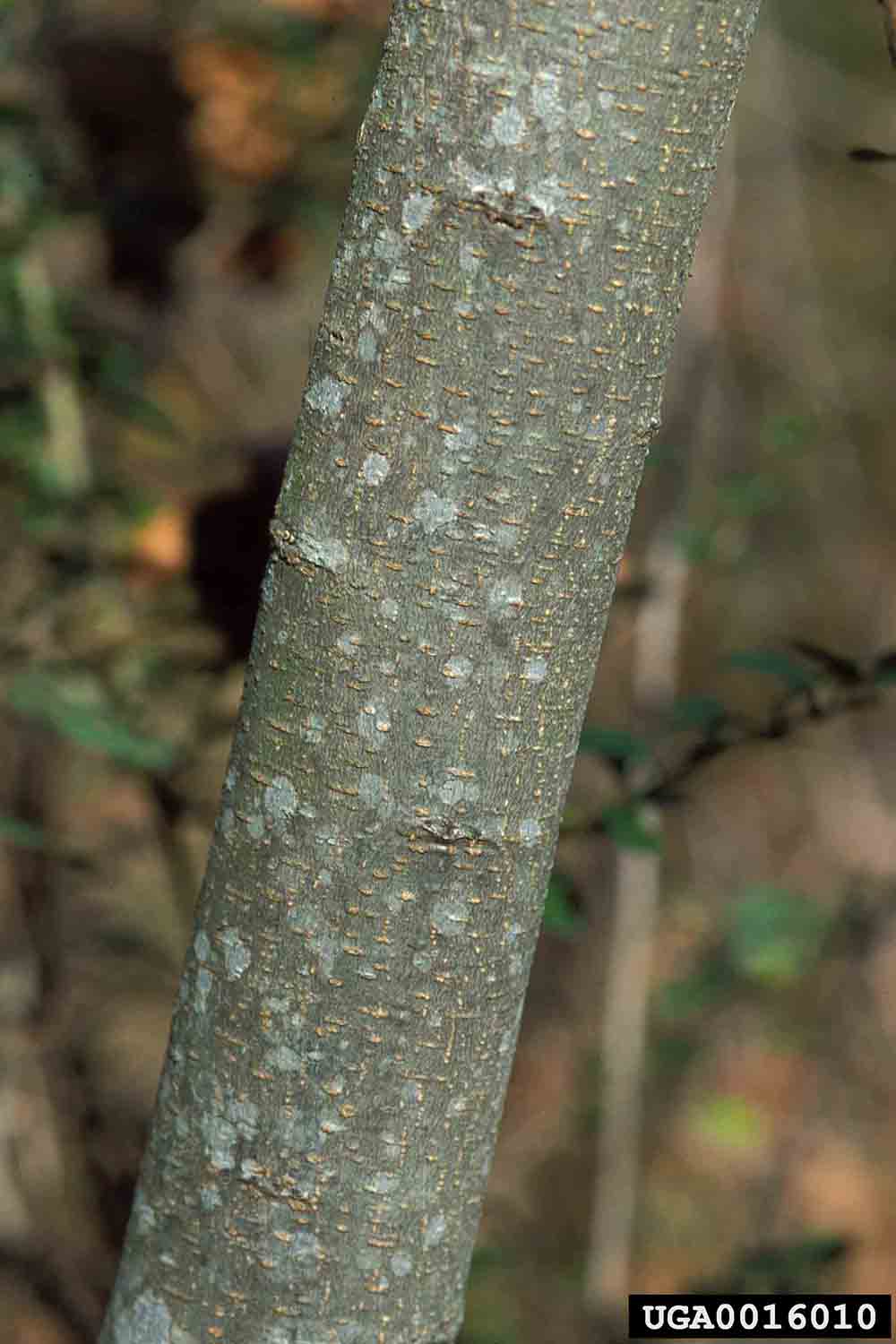 Mimosa bark on trunk