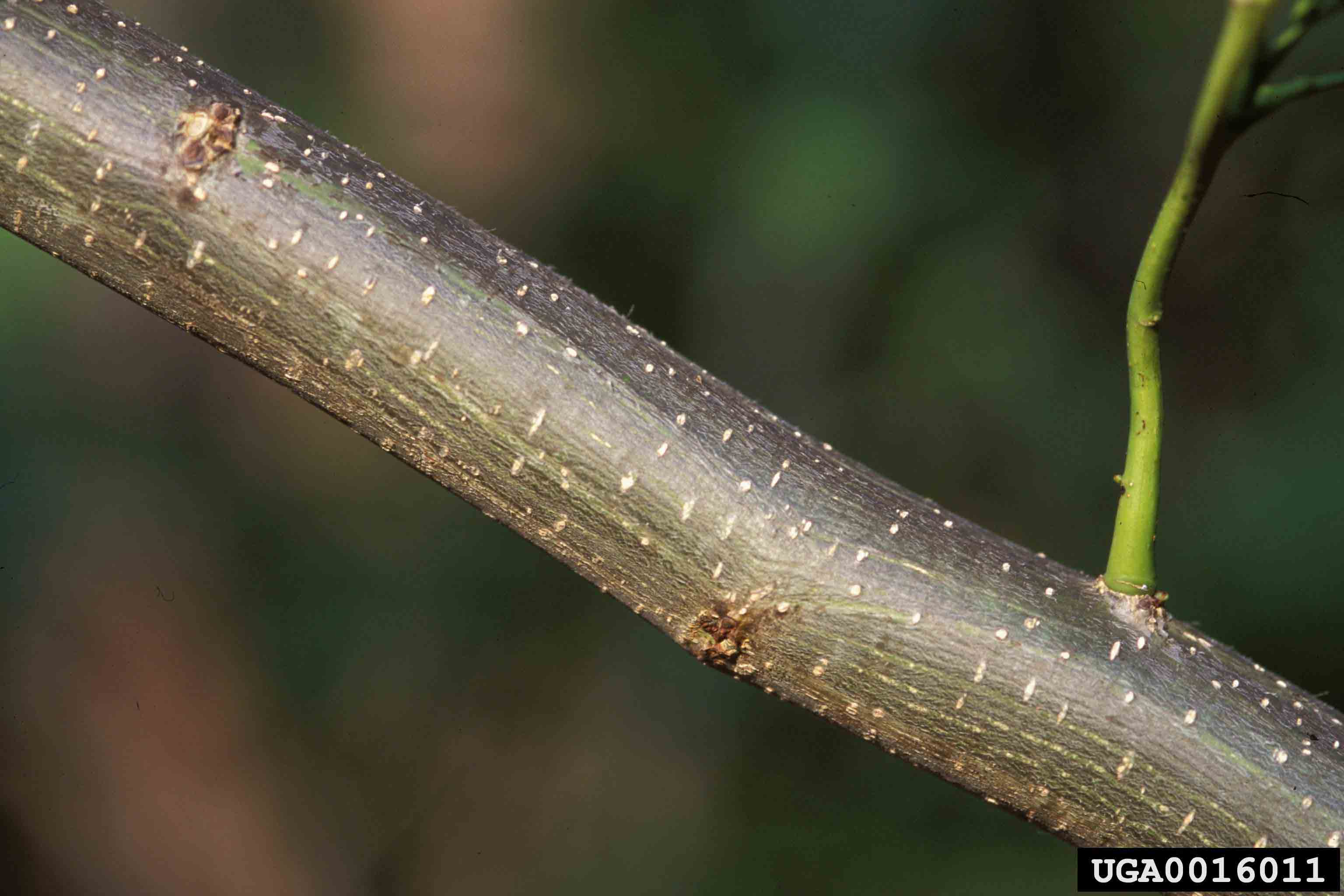 Mimosa bark on branch