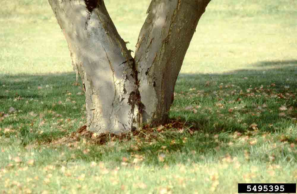 Mimosa tree at base