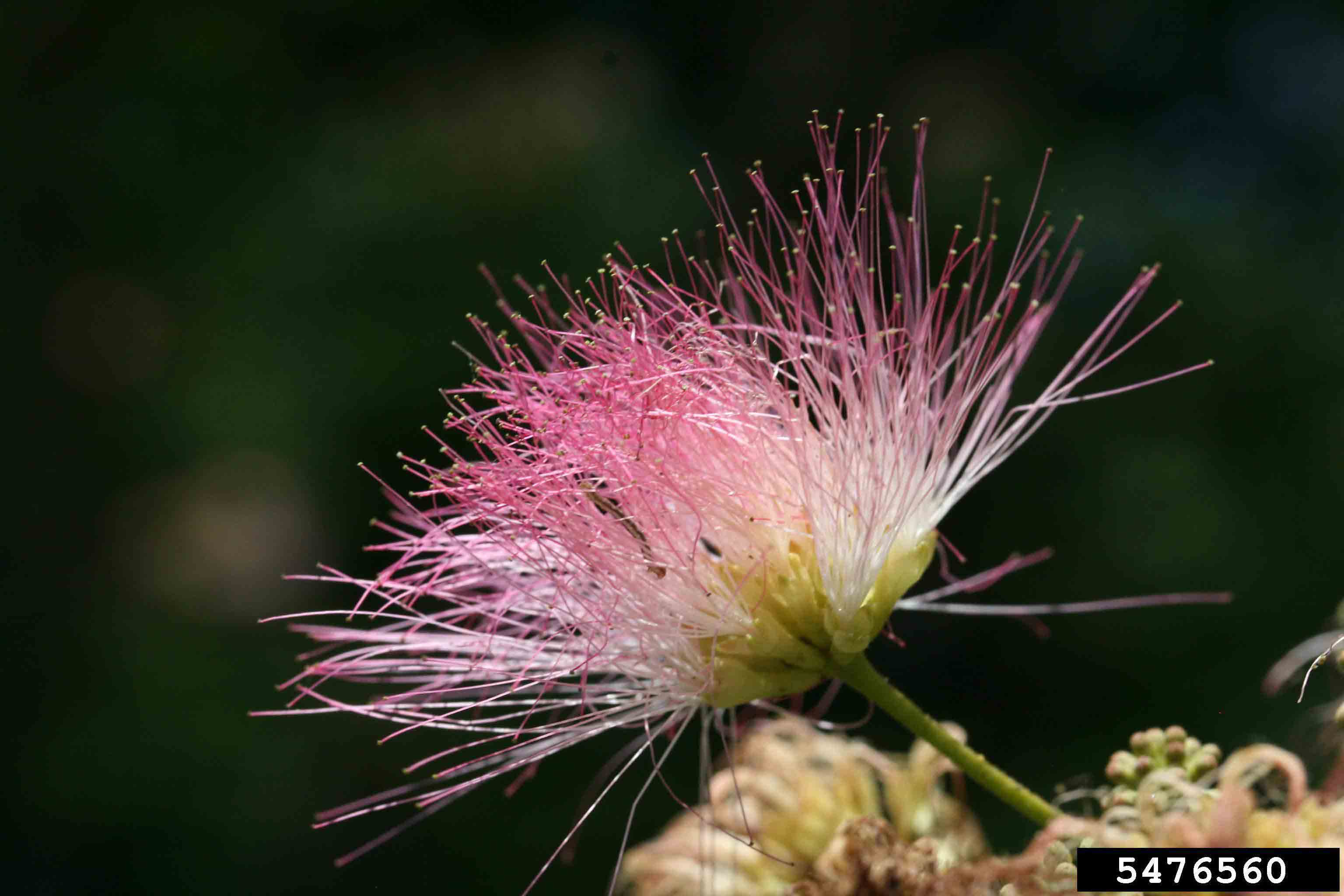 Mimosa flower