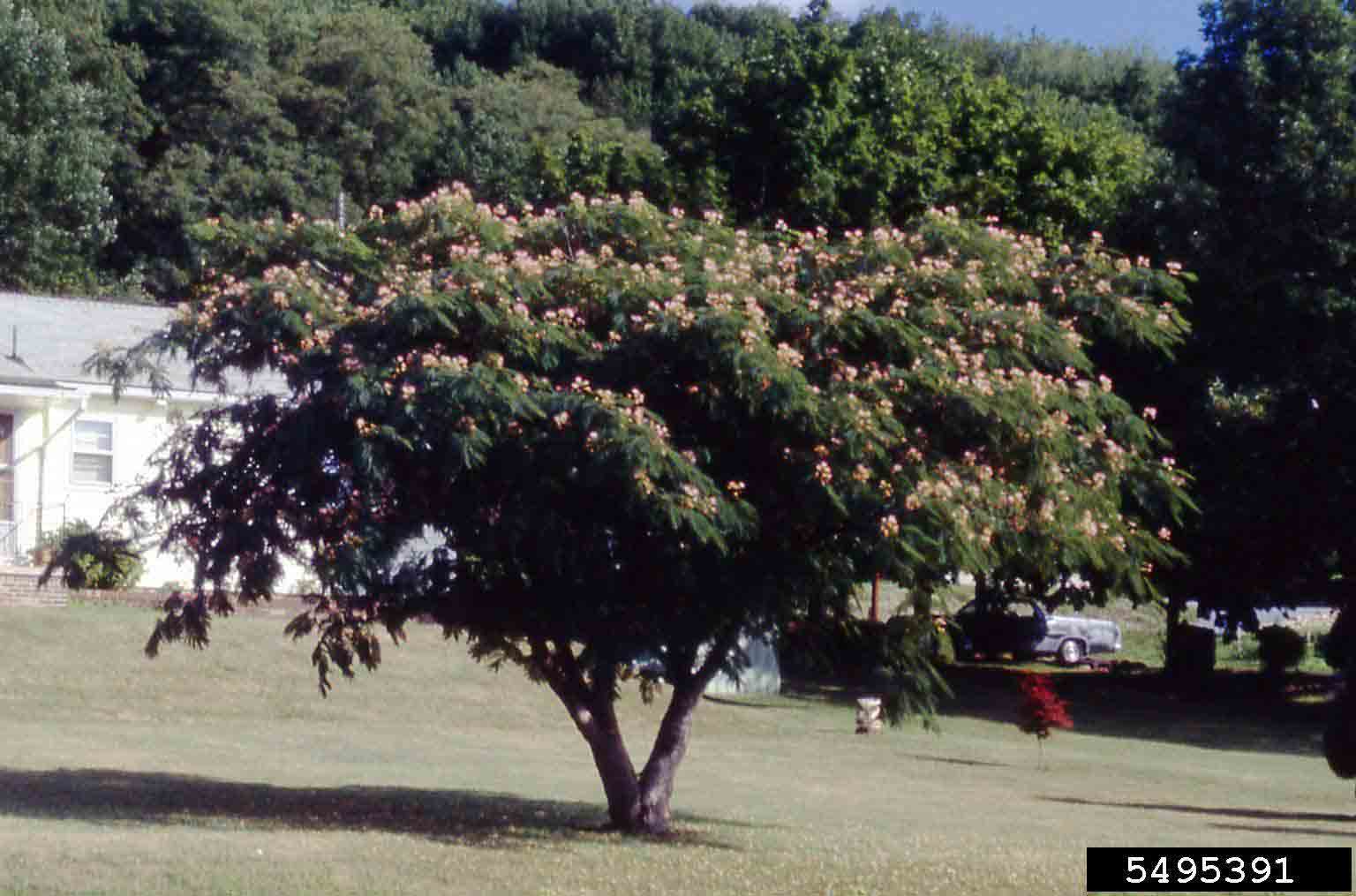 Mimosa tree in bloom