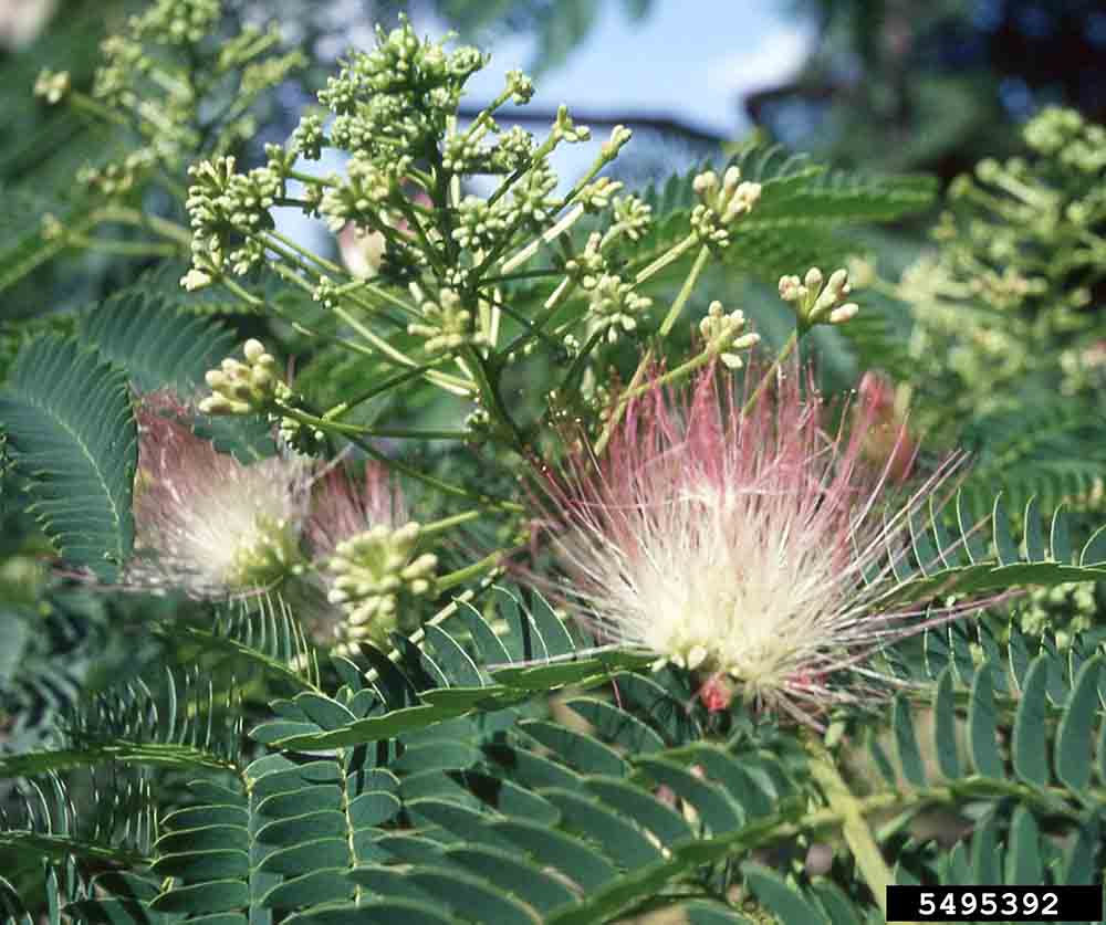 Mimosa flowers