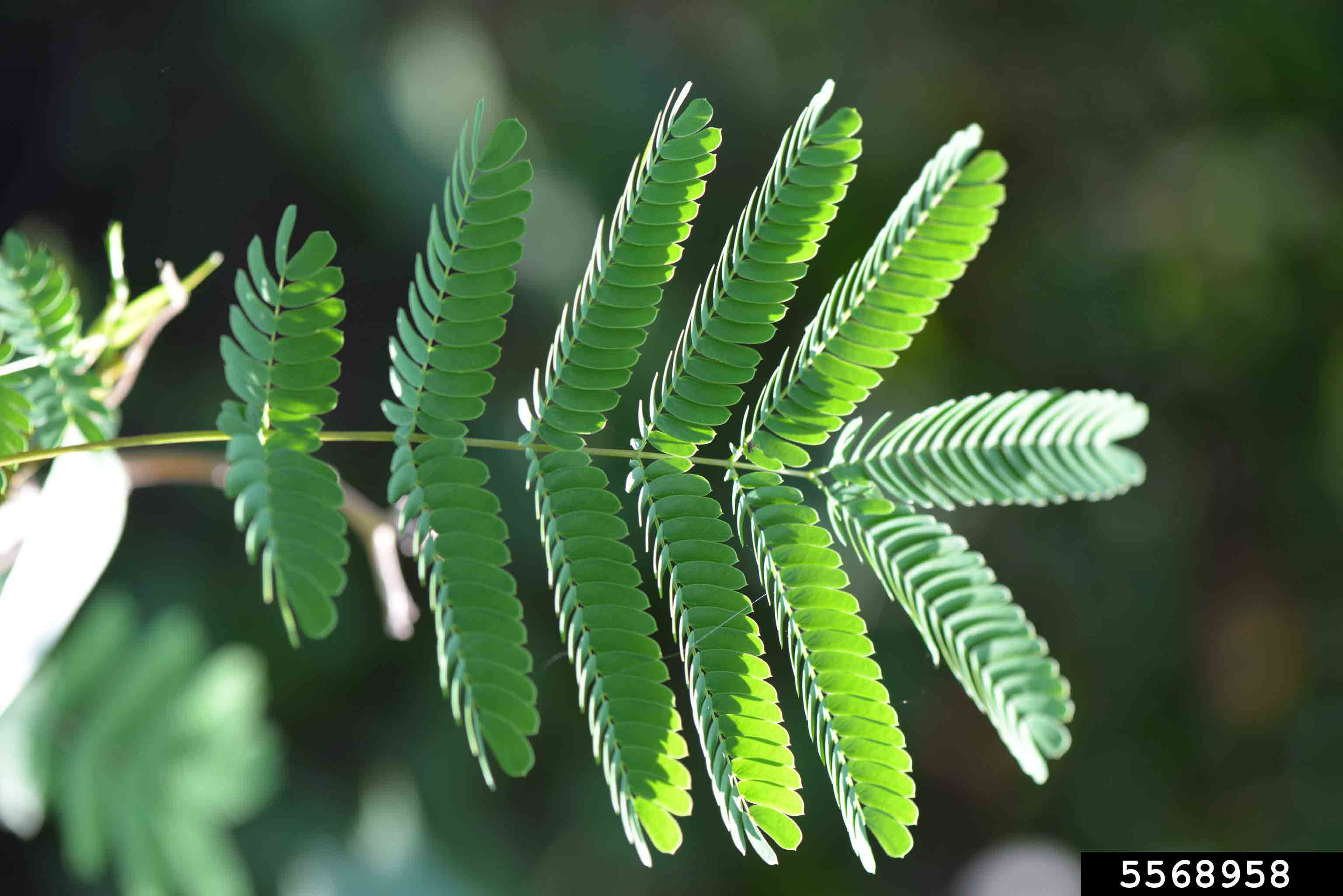 Mimosa leaf, bi-pinnately compound, with an even number of leaflets