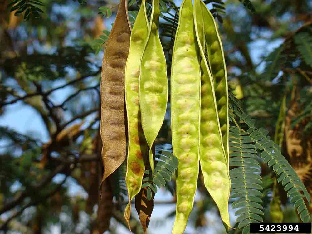 Mimosa seed pods
