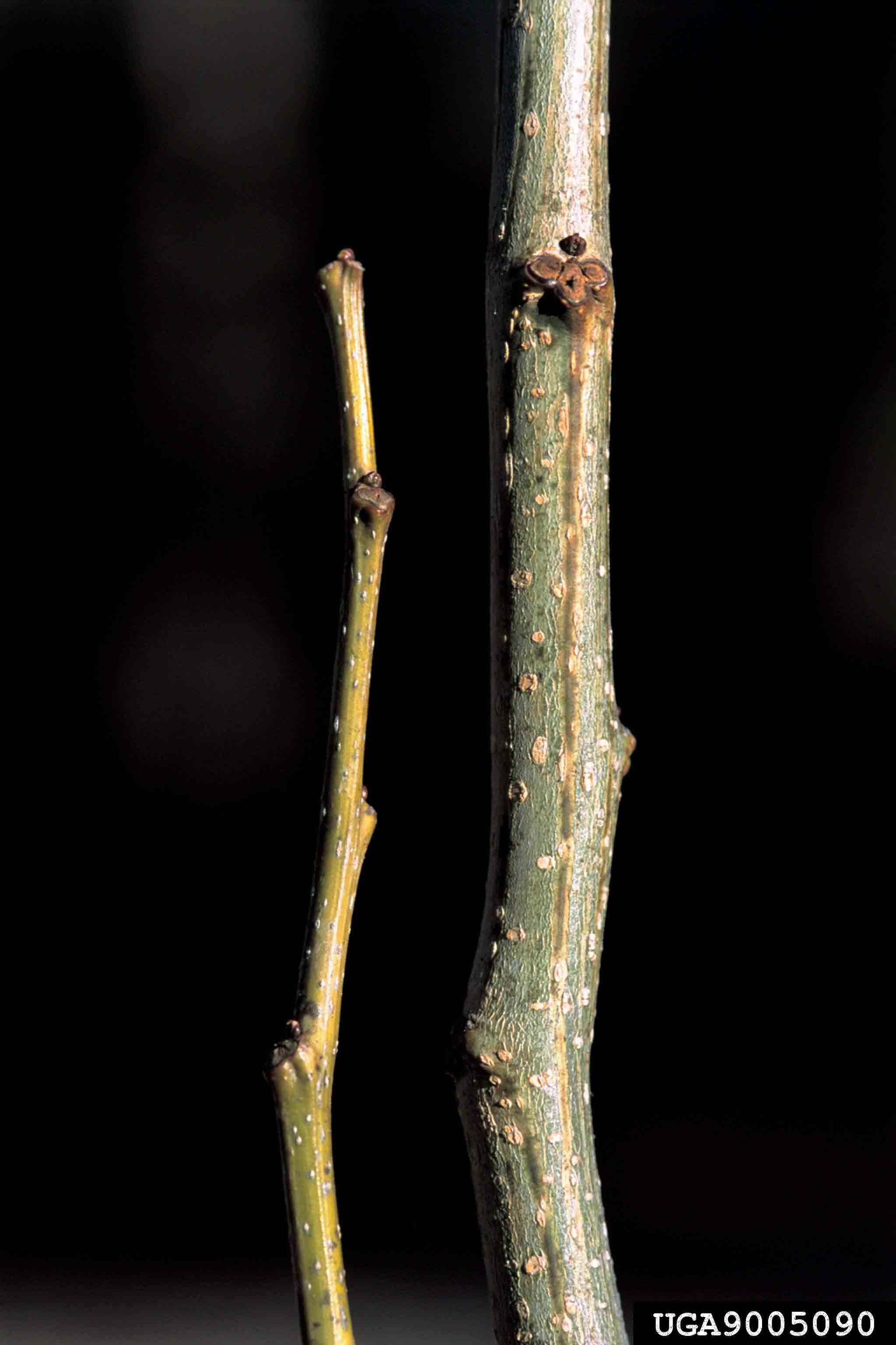Mimosa twigs