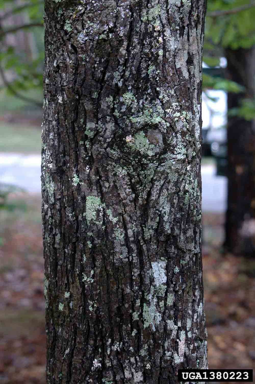 Mockernut hickory bark on trunk