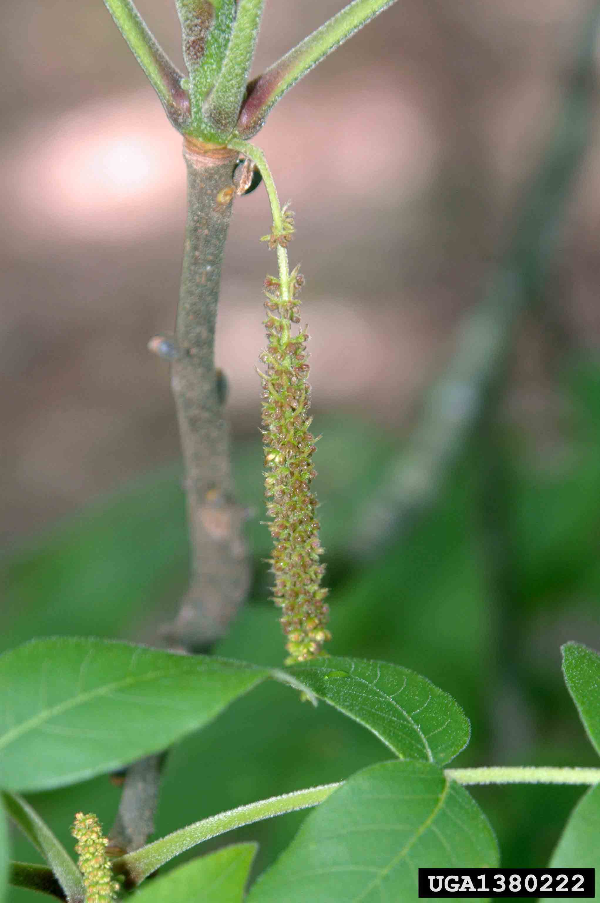 Mockernut hickory flower
