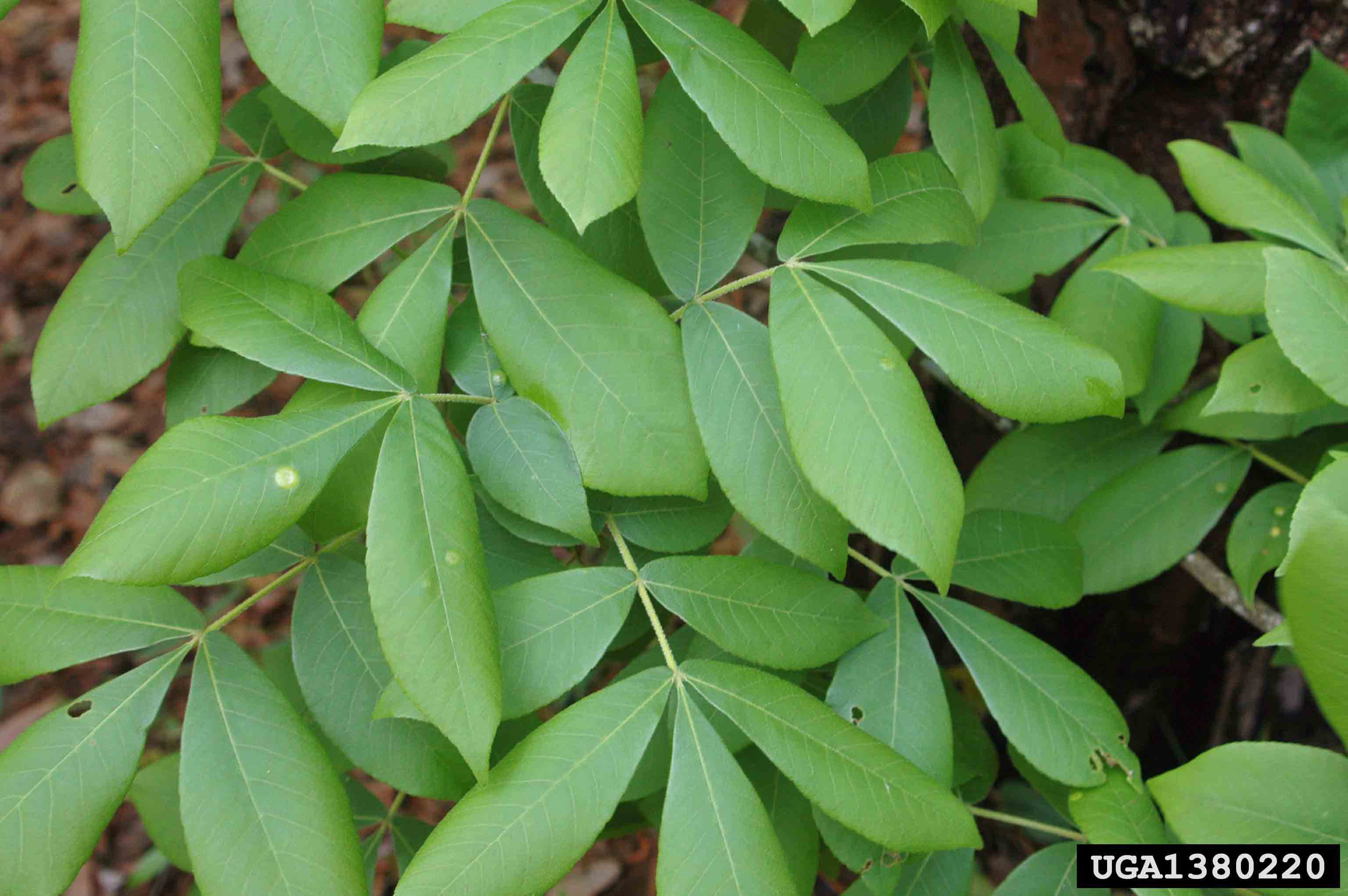 Mockernut hickory pinnately compound leaves