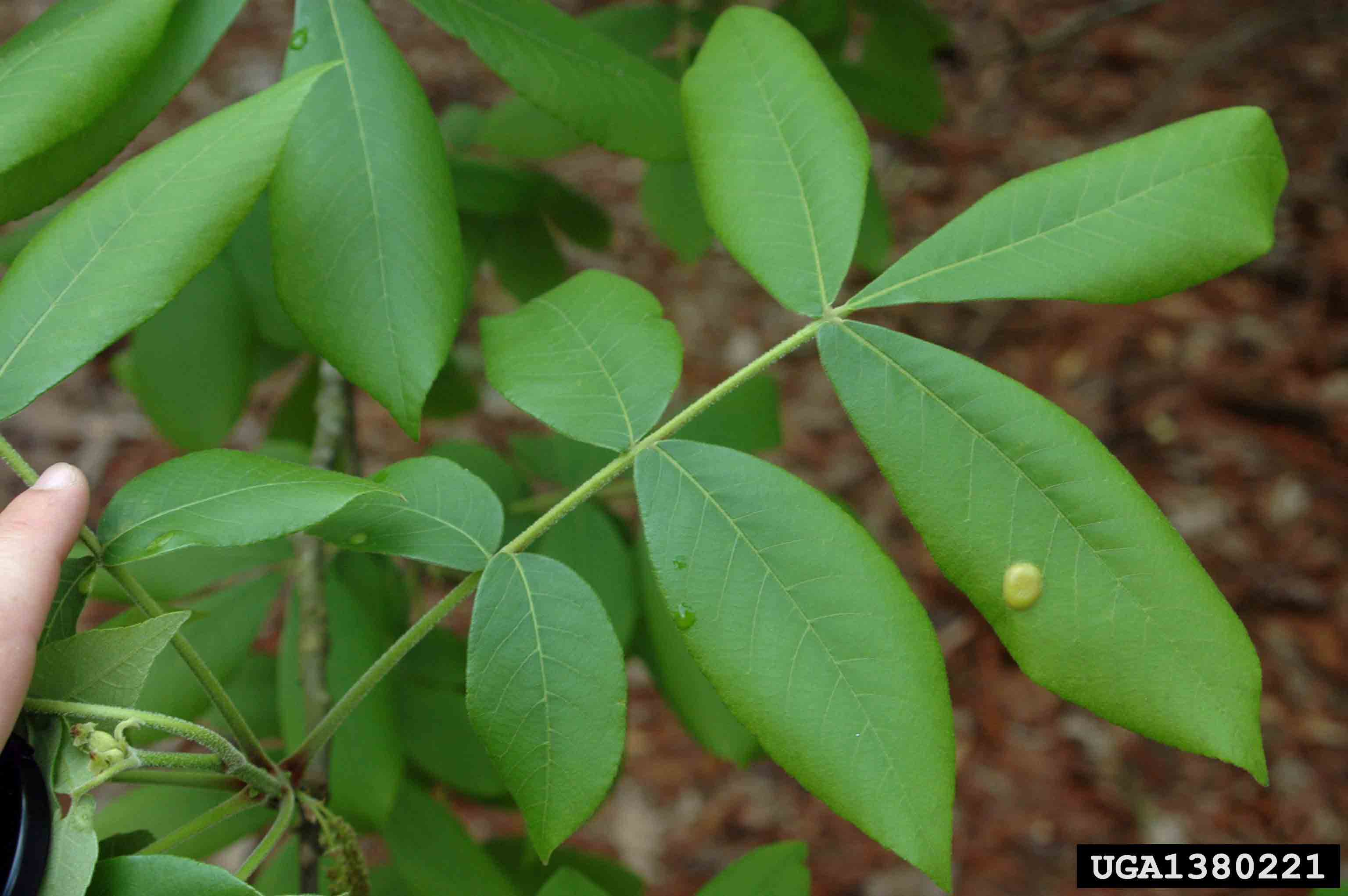 Mockernut hickory pinnately compound leaf, 8"-15" long