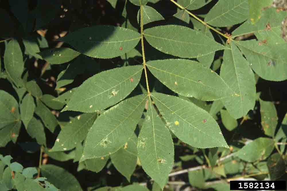 Mockernut hickory leaflets in pinnately compound leaf