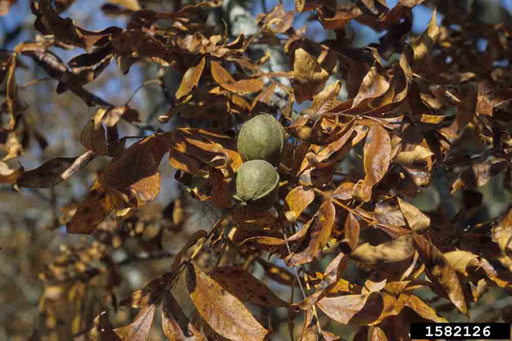 Mockernut hickory nuts in husks