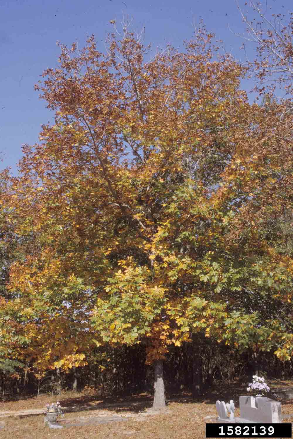 Mockernut hickory tree, fall