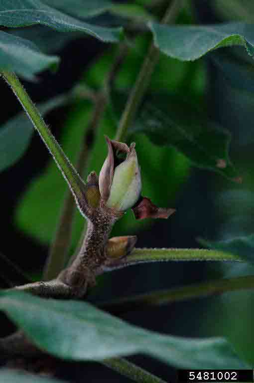 Mockernut hickory twig