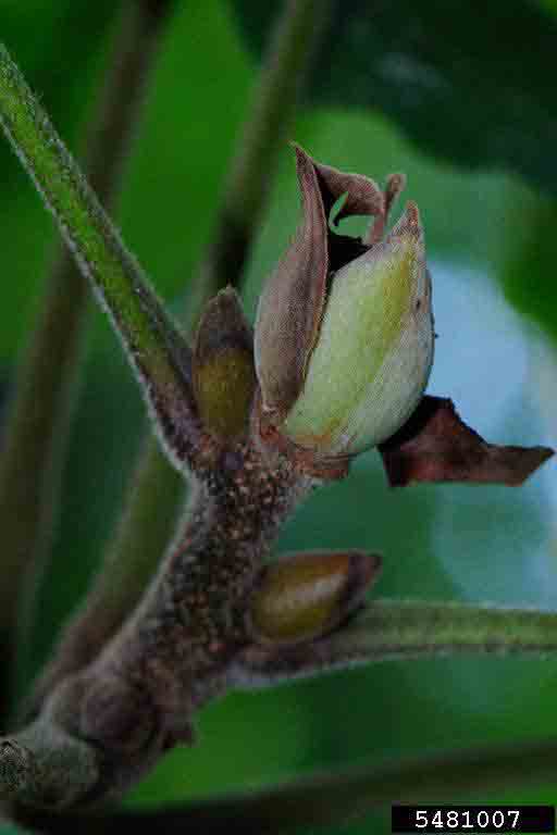 Mockernut hickory twig