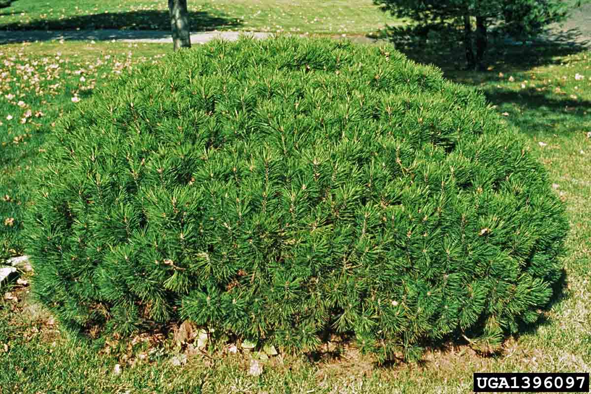 Mugo pine example