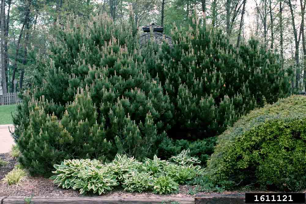 Mugo pine