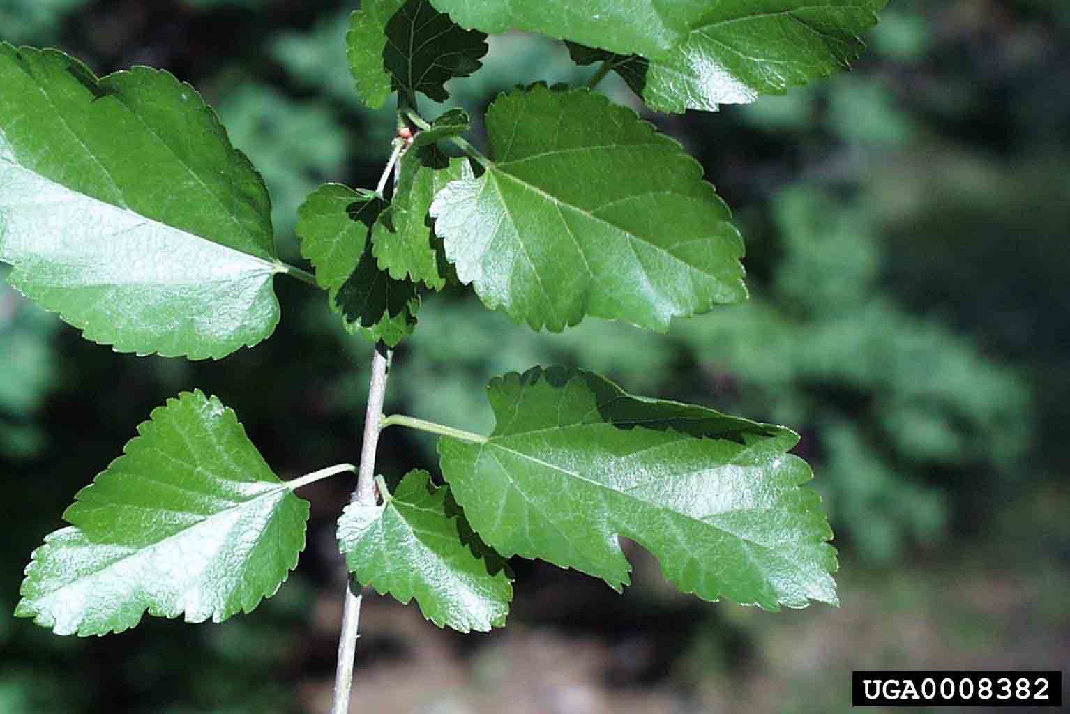 White mulberry leaves, unlobed and lobed, with smooth upper surfaces