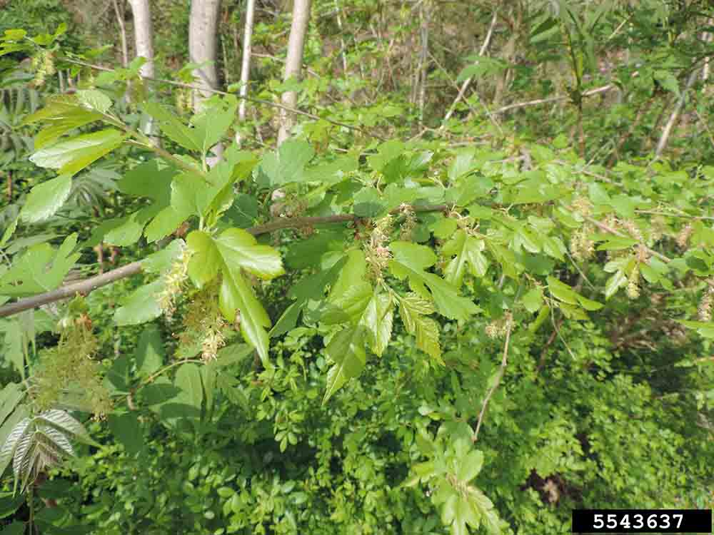 White mulberry branch with foliage and flowers