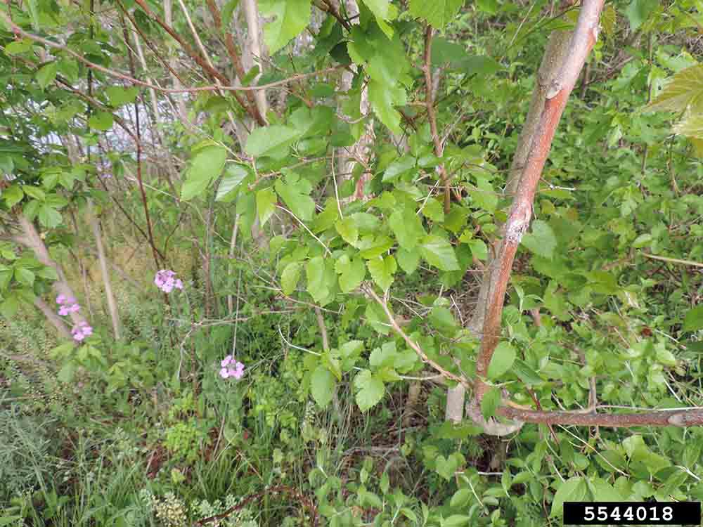 White mulberry foliage
