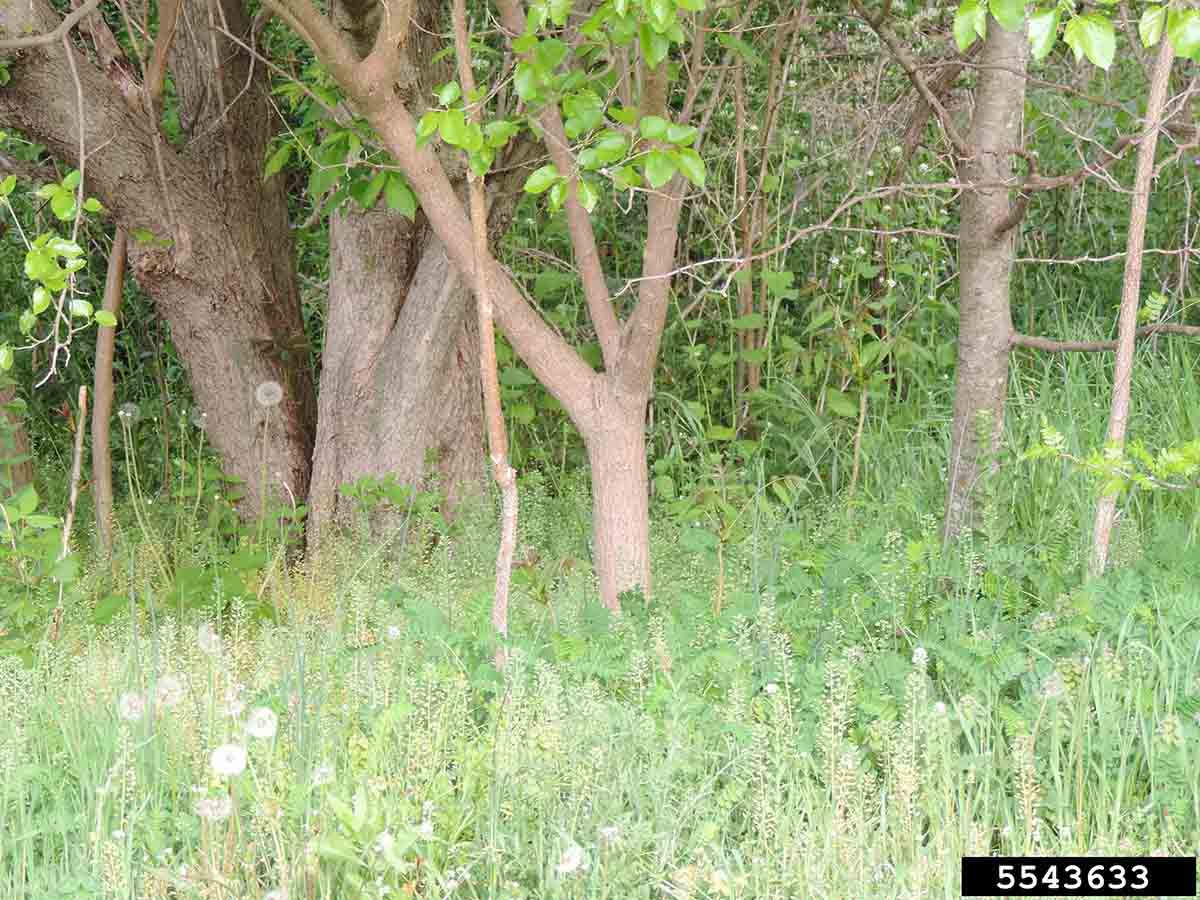 White mulberry tree