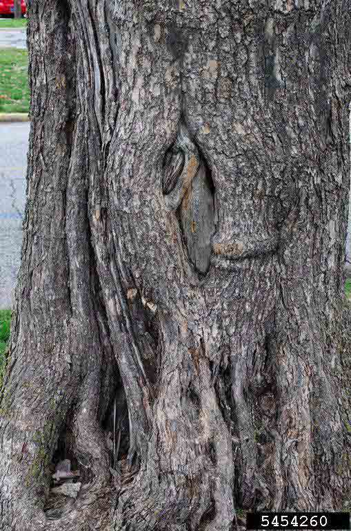 Northern catalpa bark on mature tree