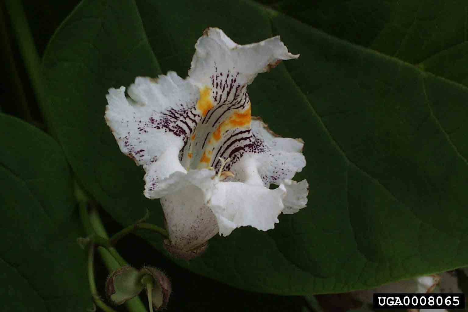 Northern catalpa flower