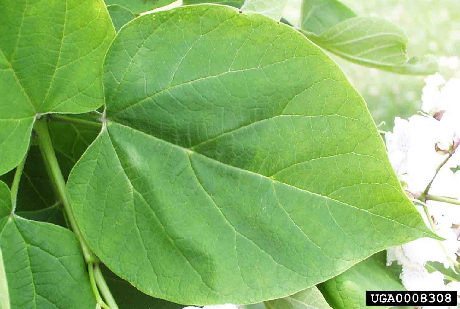 Northern catalpa leaf, 6"-12" long