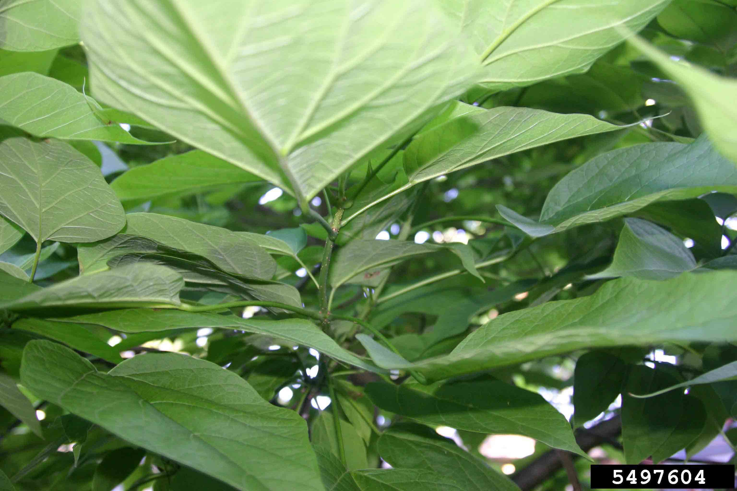 Northern catalpa leaves