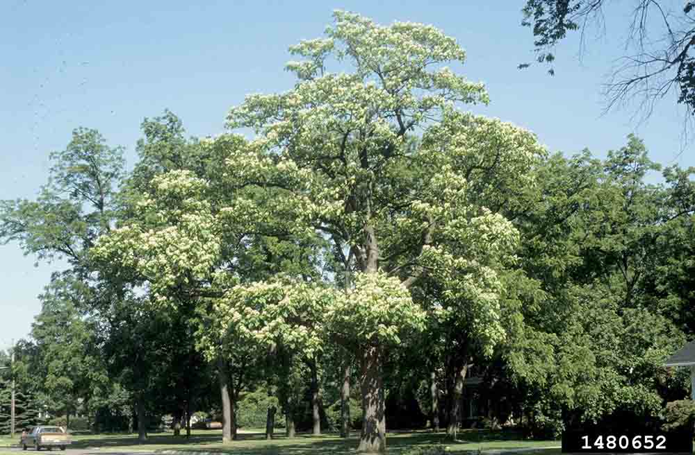 Northern catalpa tree in bloom