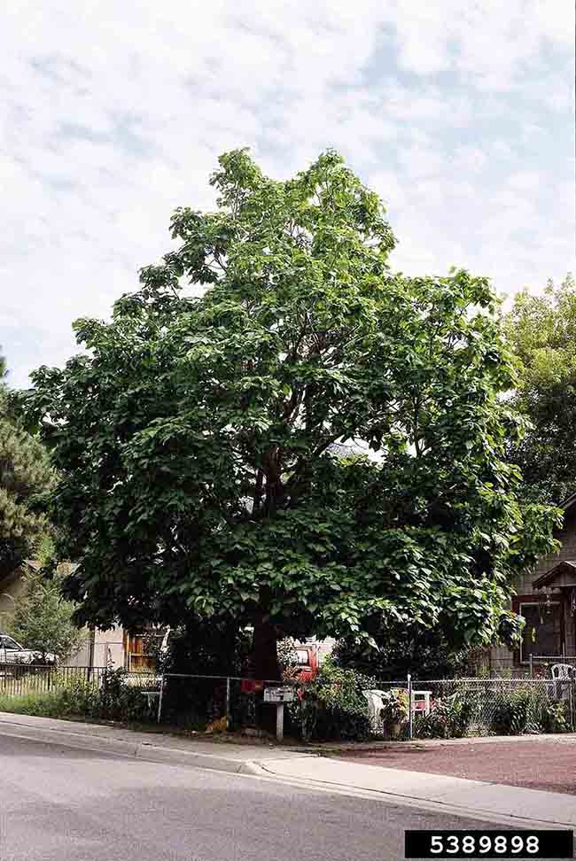 Northern catalpa tree form, summer