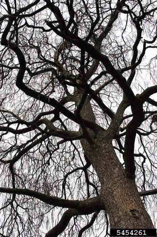 Northern catalpa branching habit, winter