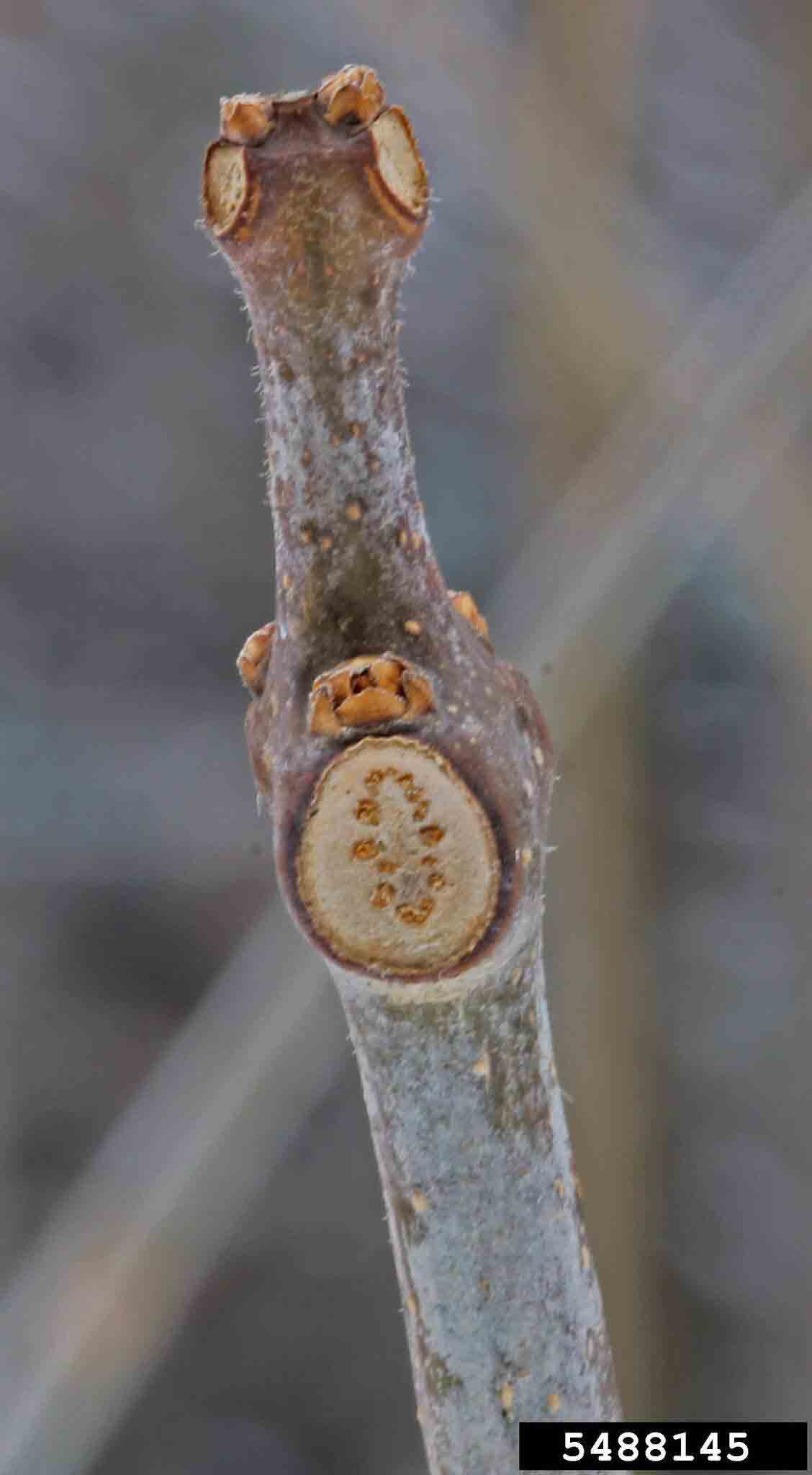 Northern catalpa twig
