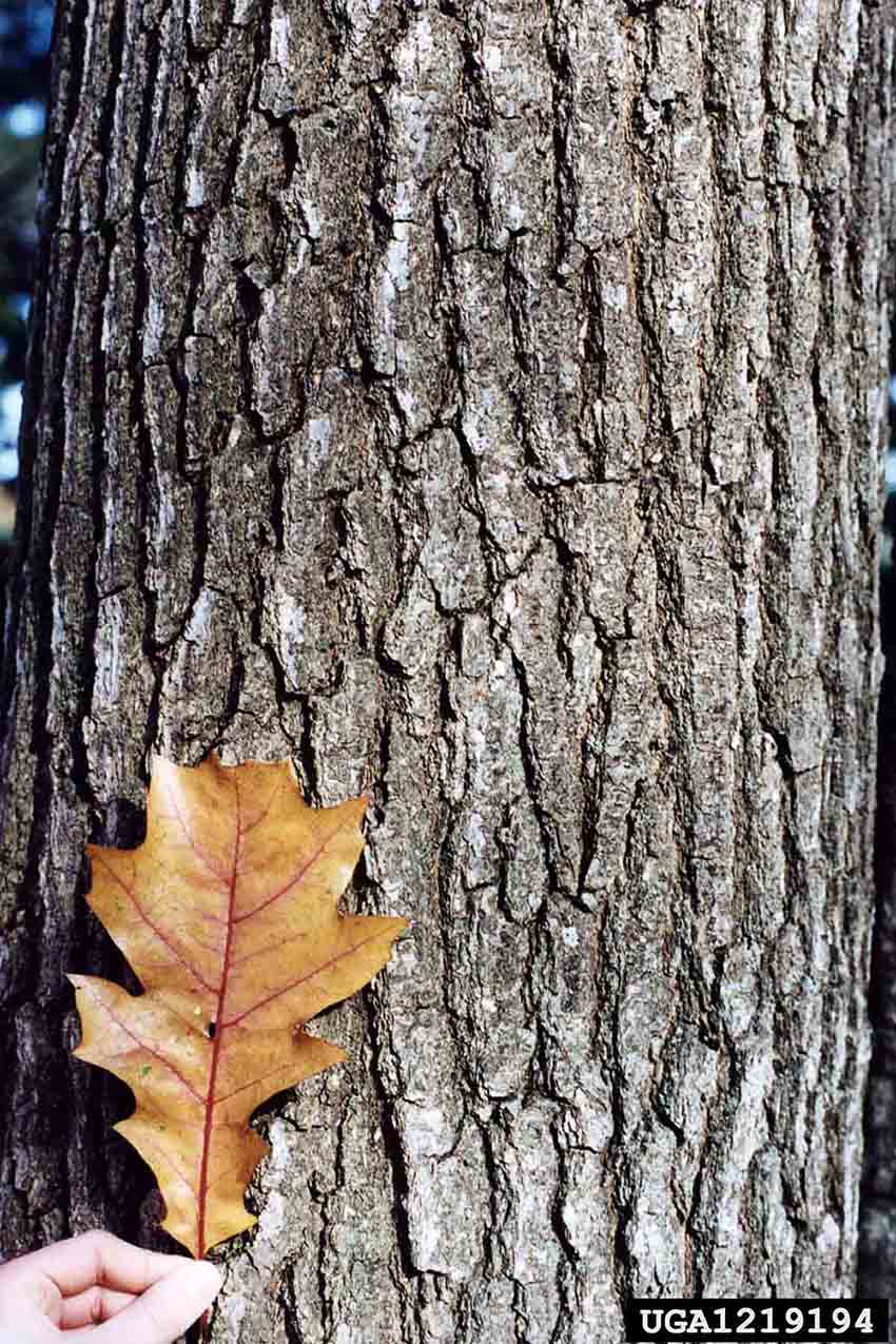 Northern red oak bark on trunk