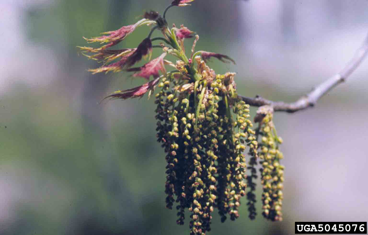 Northern red oak male flowers, in catkins, with emerging leaves