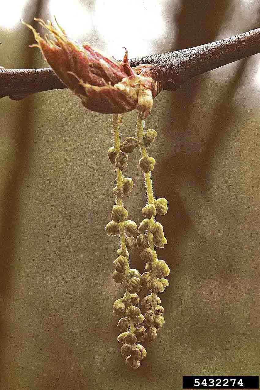 Northern red oak male flowers, in catkins, with emerging leaves