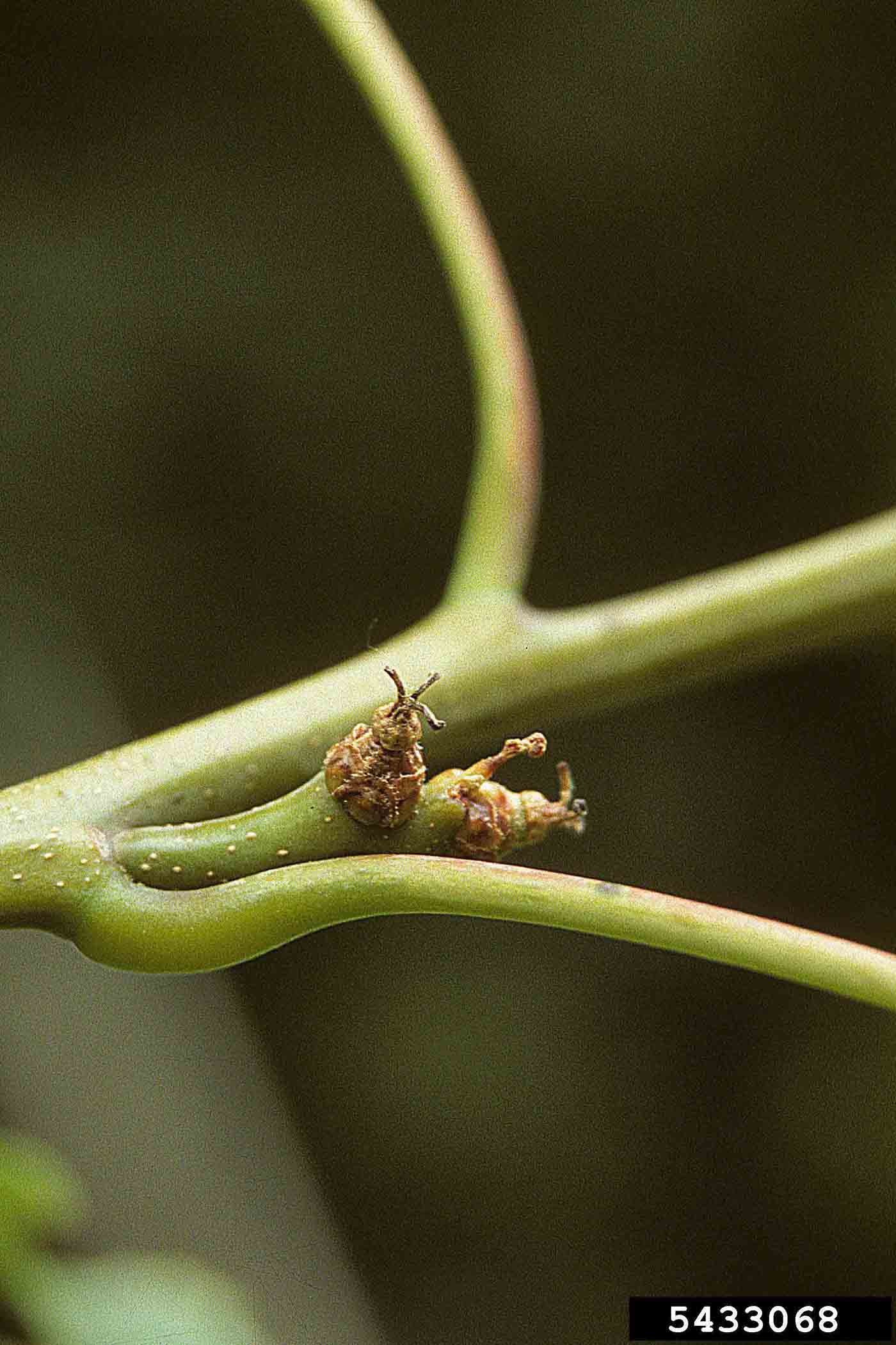 Northern red oak flowers, female, in leaf axils