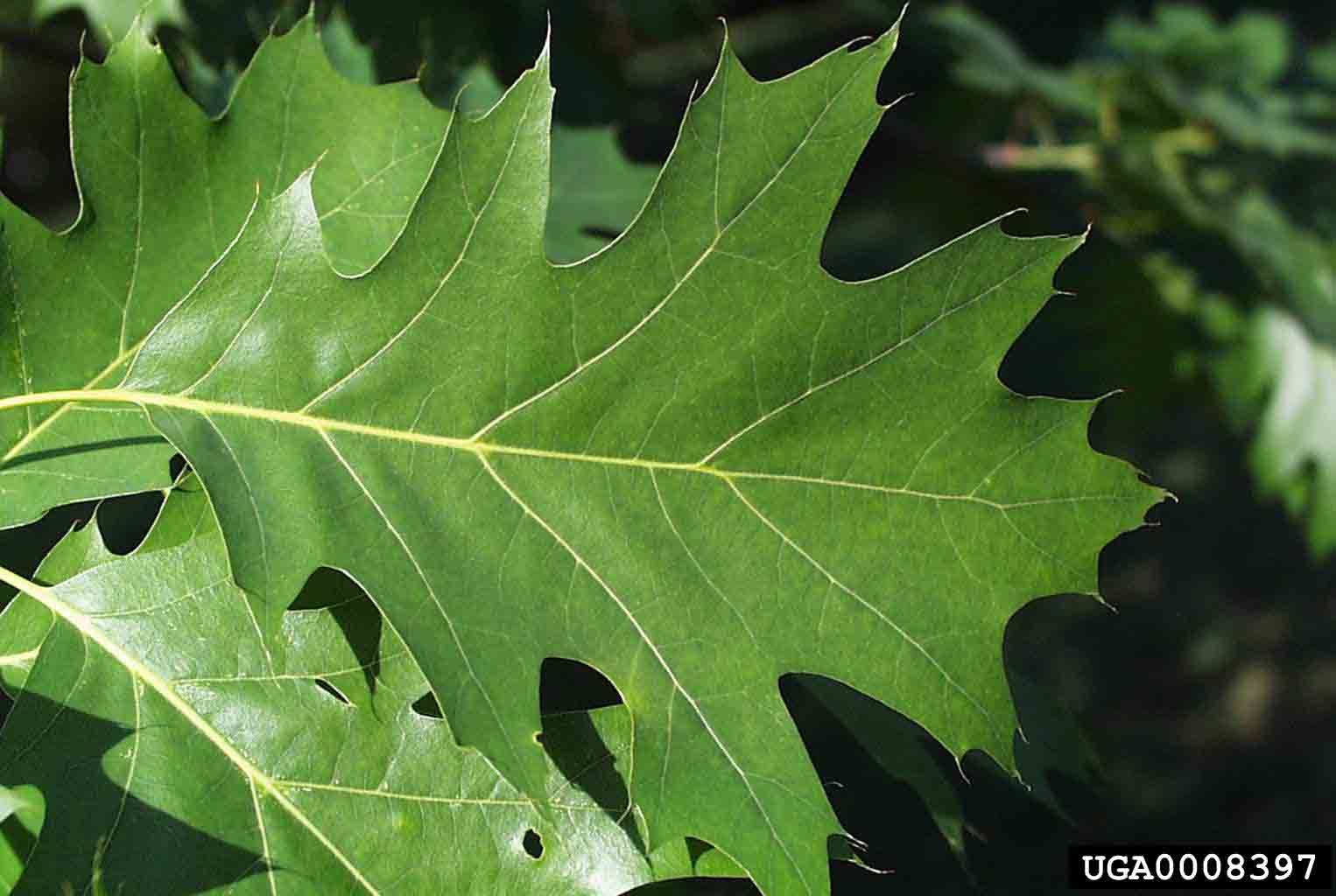 Northern red oak leaf, 5"-9" long