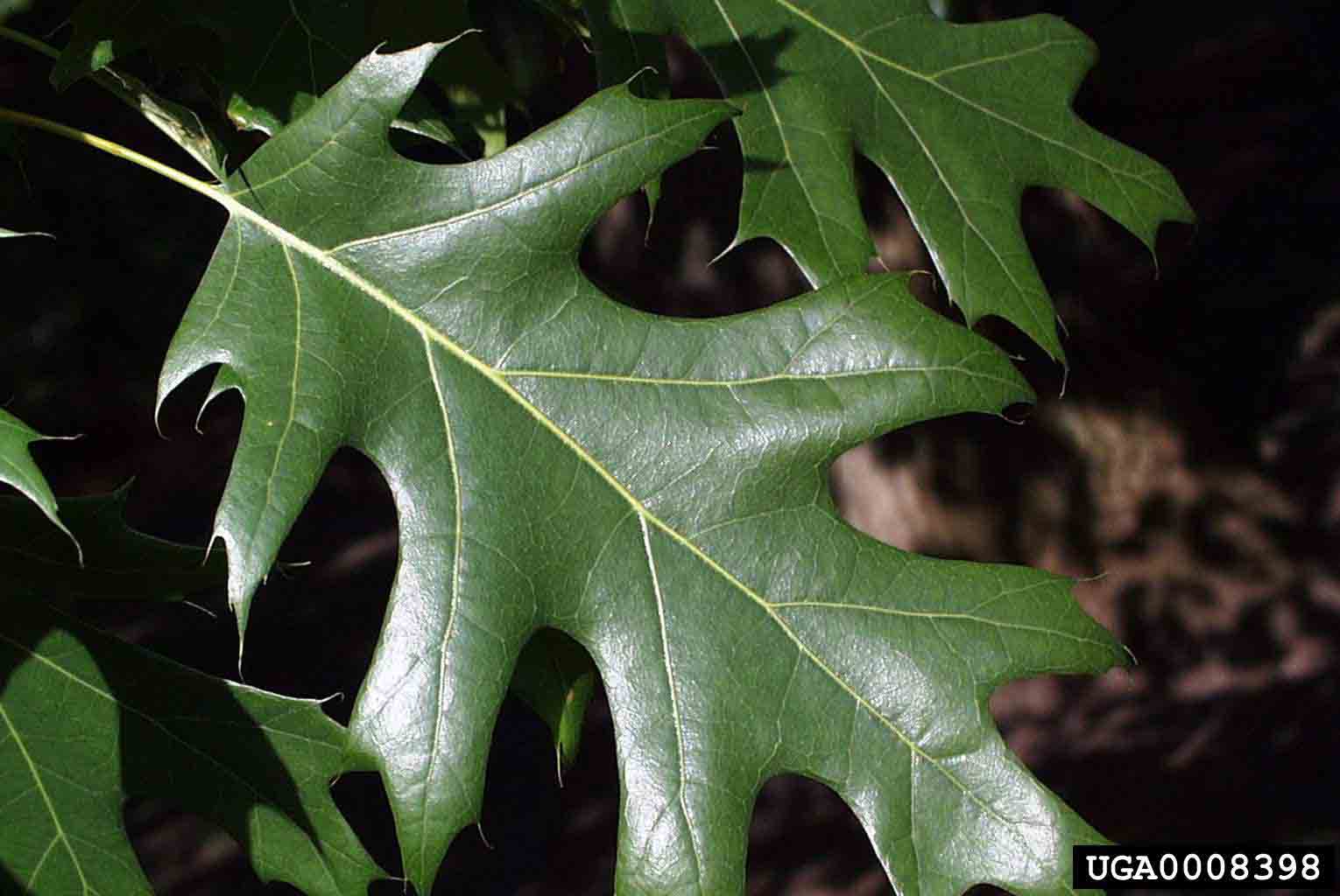 Northern red oak leaf, showing tapered lobes and bristles on the tips