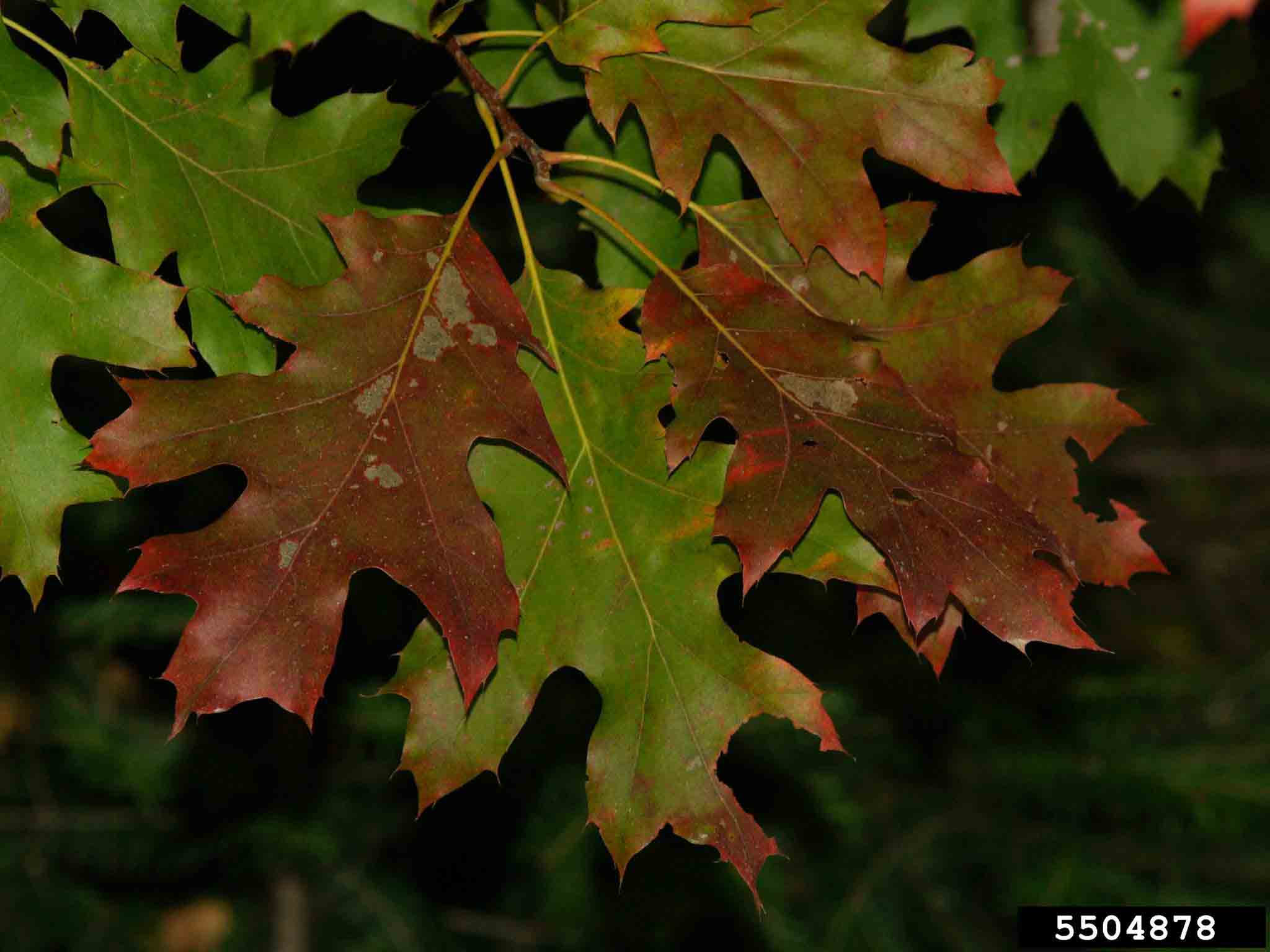 Northern red oak leaves, fall