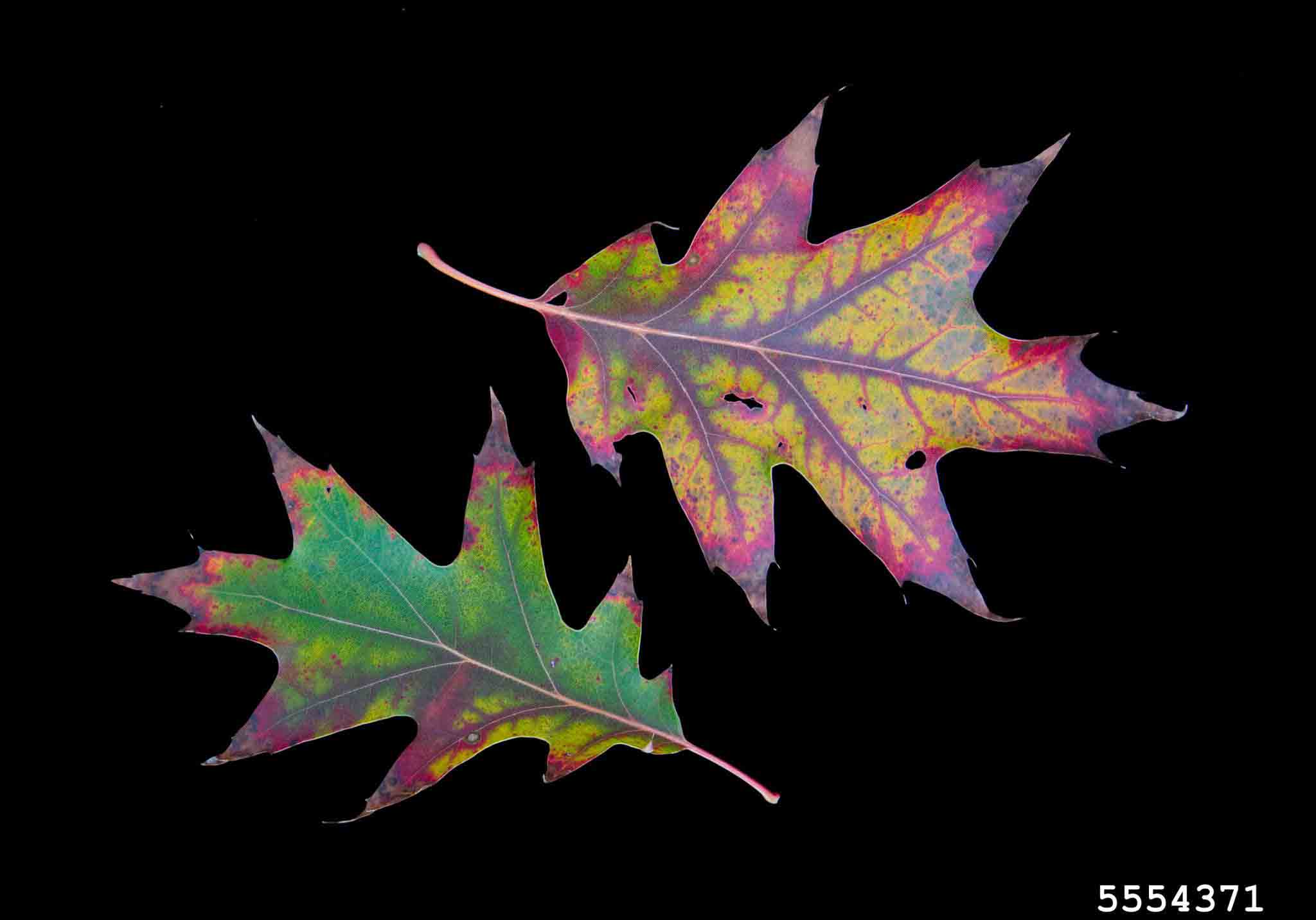 Northern red oak leaves, showing tapered lobes and bristles on the tips