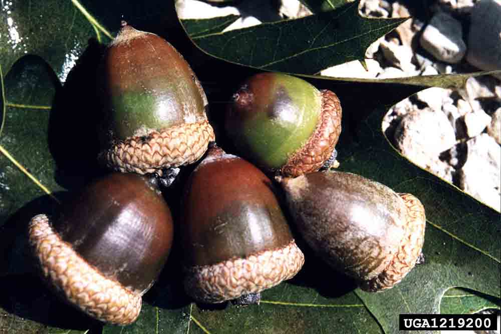 Northern red oak acorns