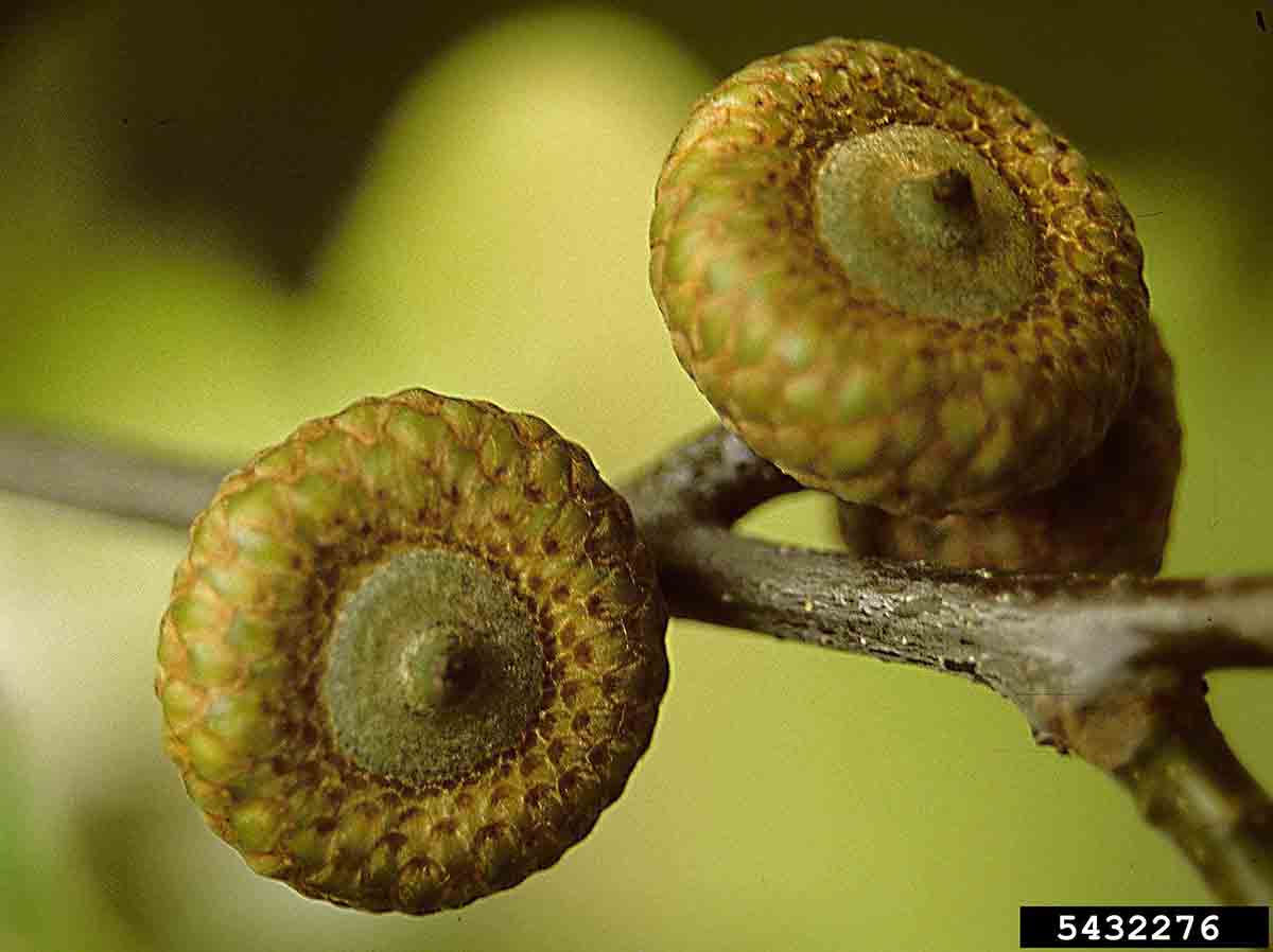 Northern red oak acorns