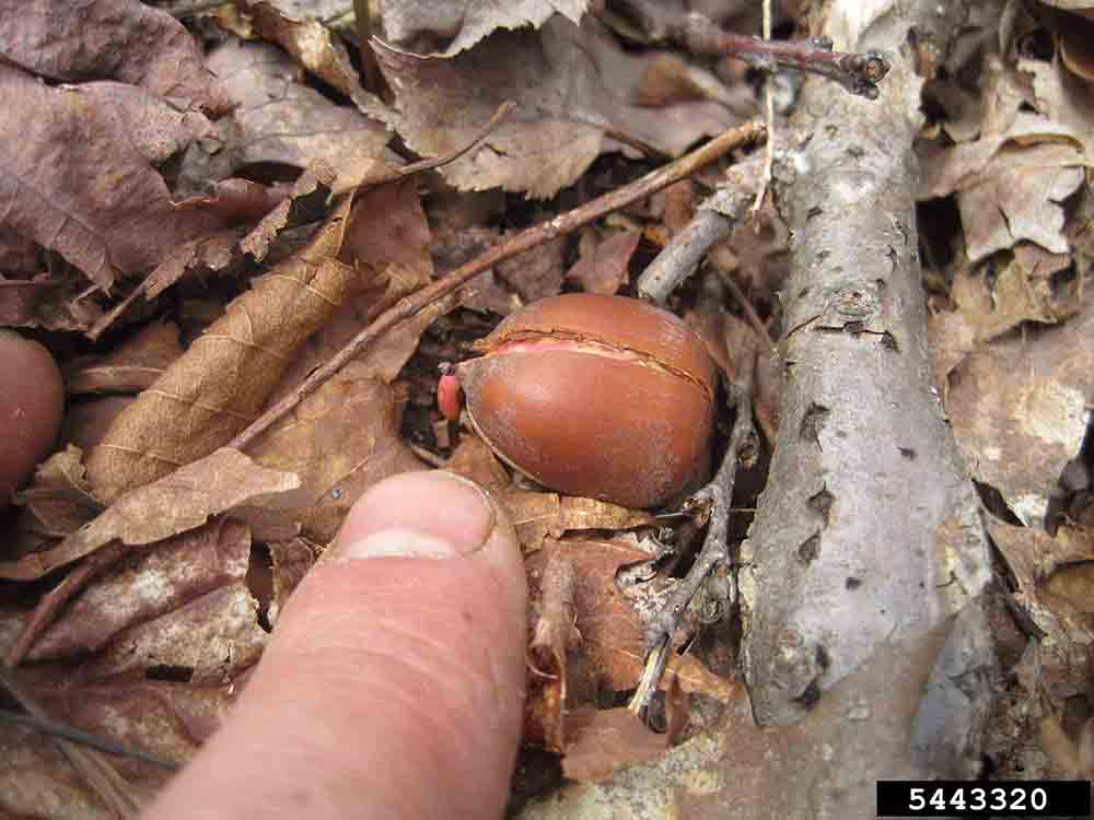 Northern red oak acorn germinating