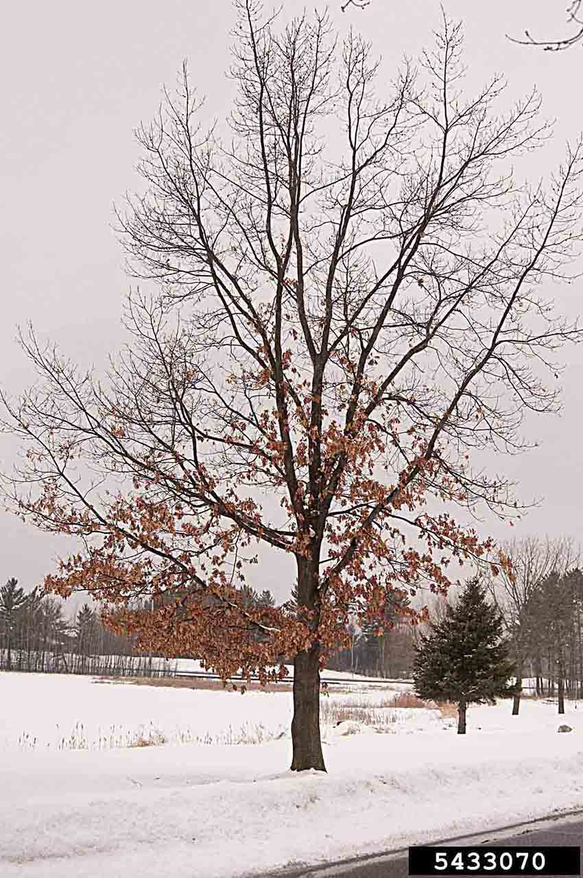 Northern red oak tree habit, winter