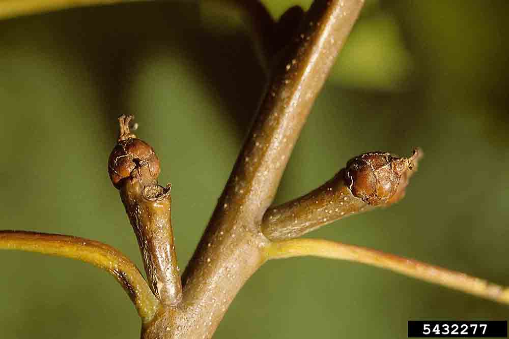 Northern red oak immature acorn