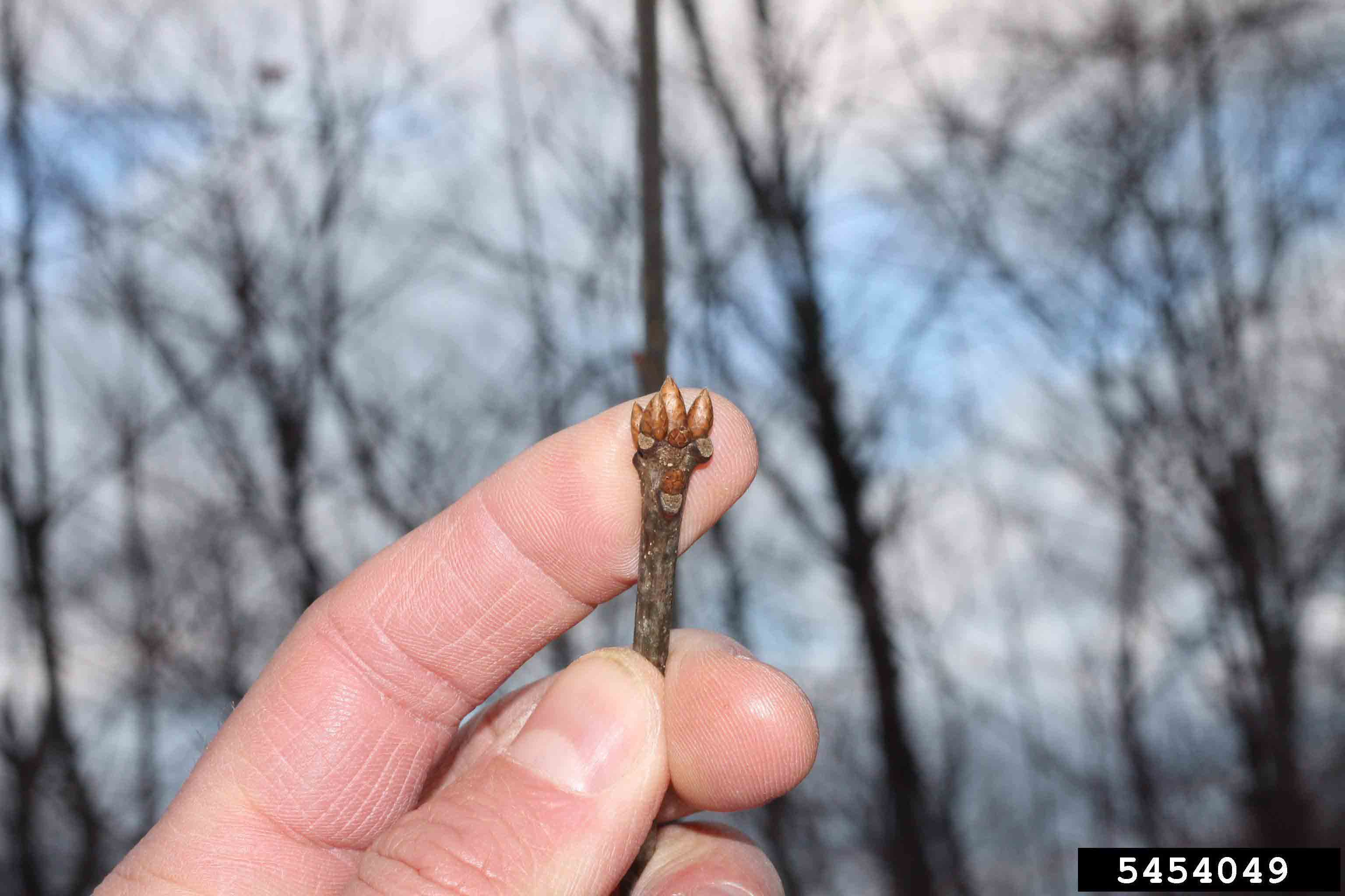Northern red oak twig with buds